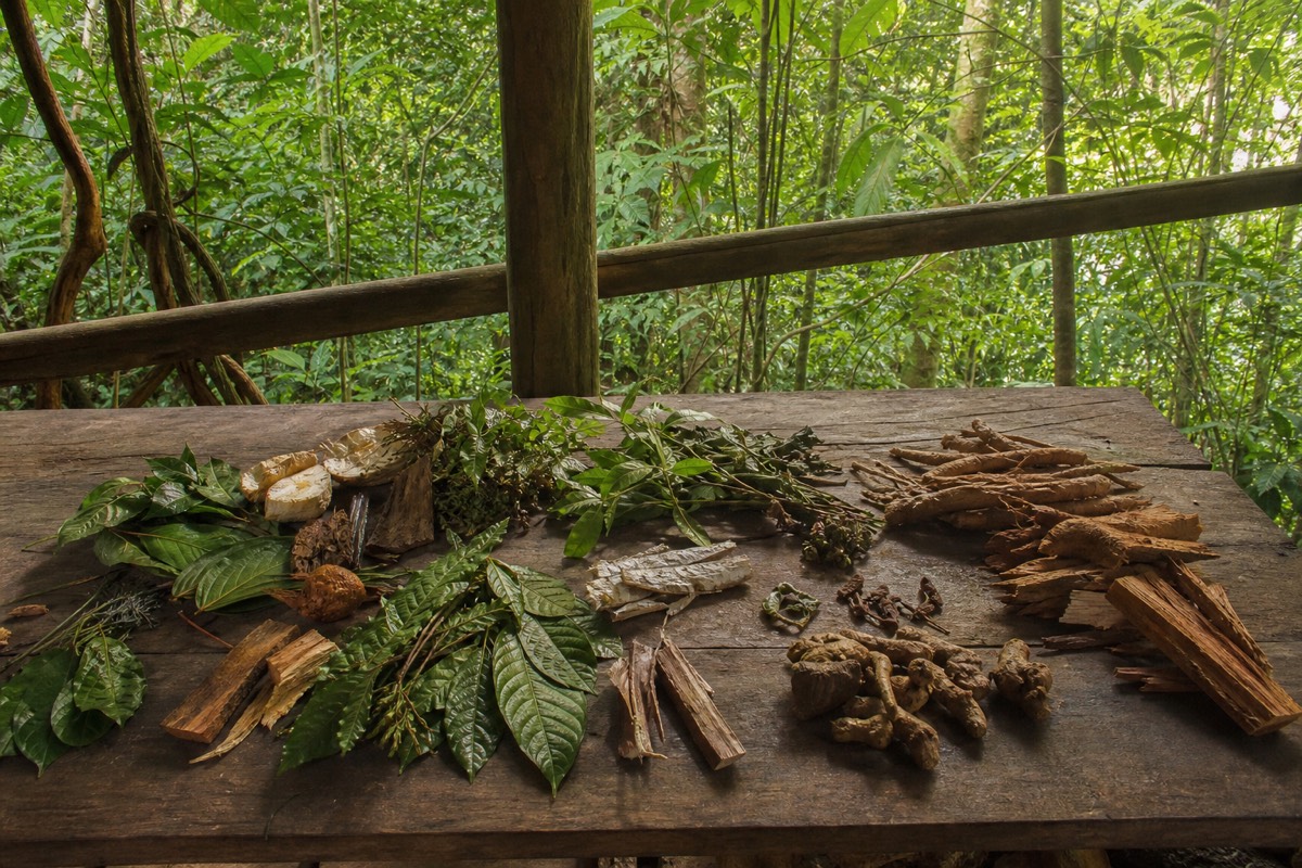 Medicinal jungle plants, bark and vine cuttings laid out on a wooden table in the Peruvian Amazon