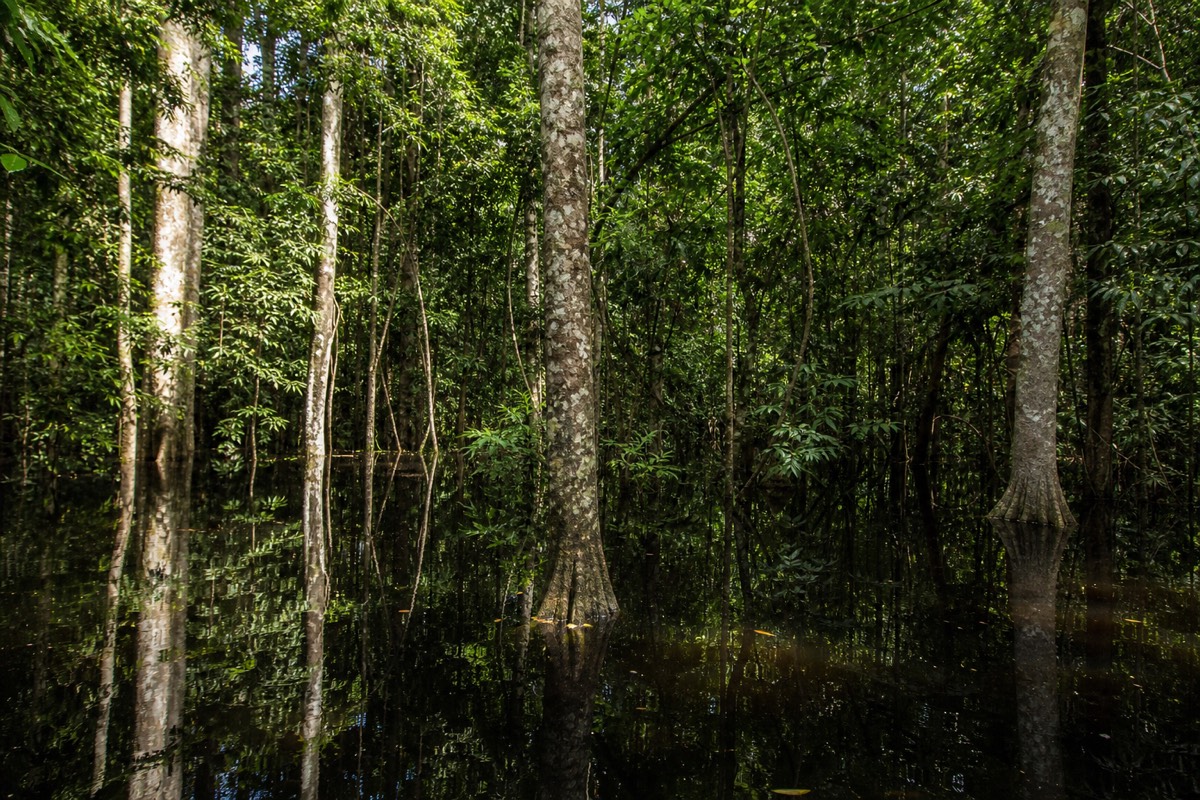 The flooded varzea forest inside Pacaya-Samiria National Reserve