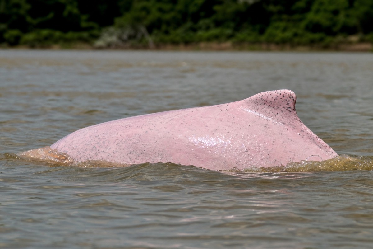 A pink river dolphin surfacing in brown Amazon water near Iquitos, Peru, at first light