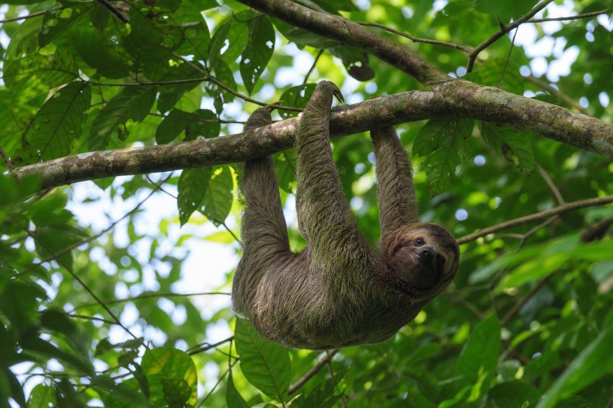 A two-toed sloth in the rainforest canopy