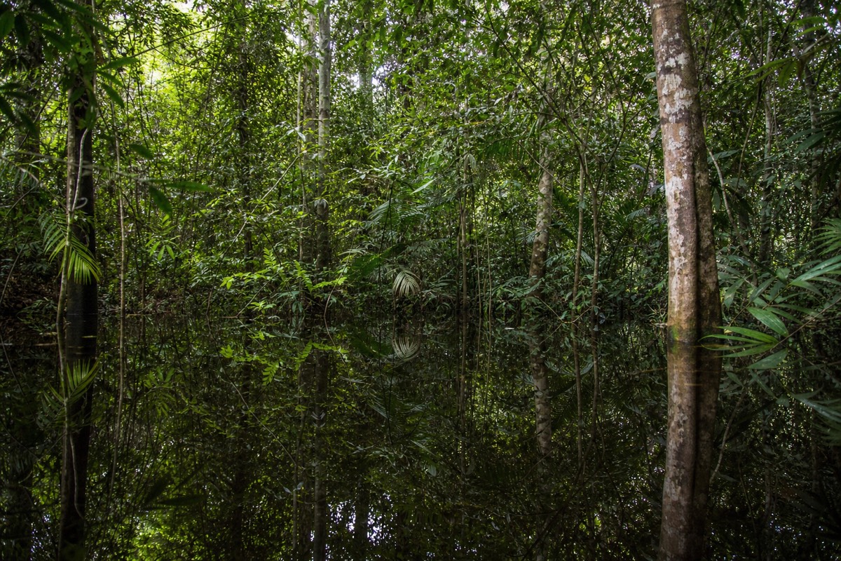 The flooded varzea forest inside Pacaya-Samiria National Reserve