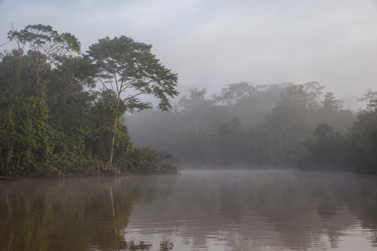 The Peruvian Amazon rainforest near Iquitos