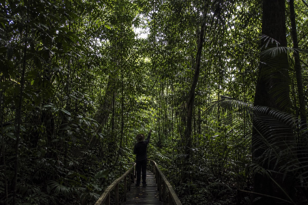 A naturalist guide standing at a distance on an Amazon jungle trail near Iquitos