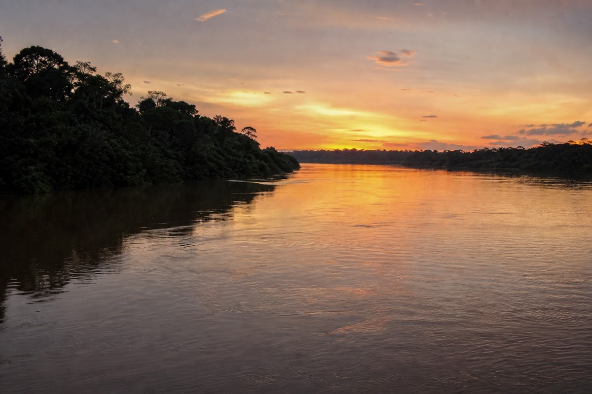 The Peruvian Amazon rainforest near Iquitos