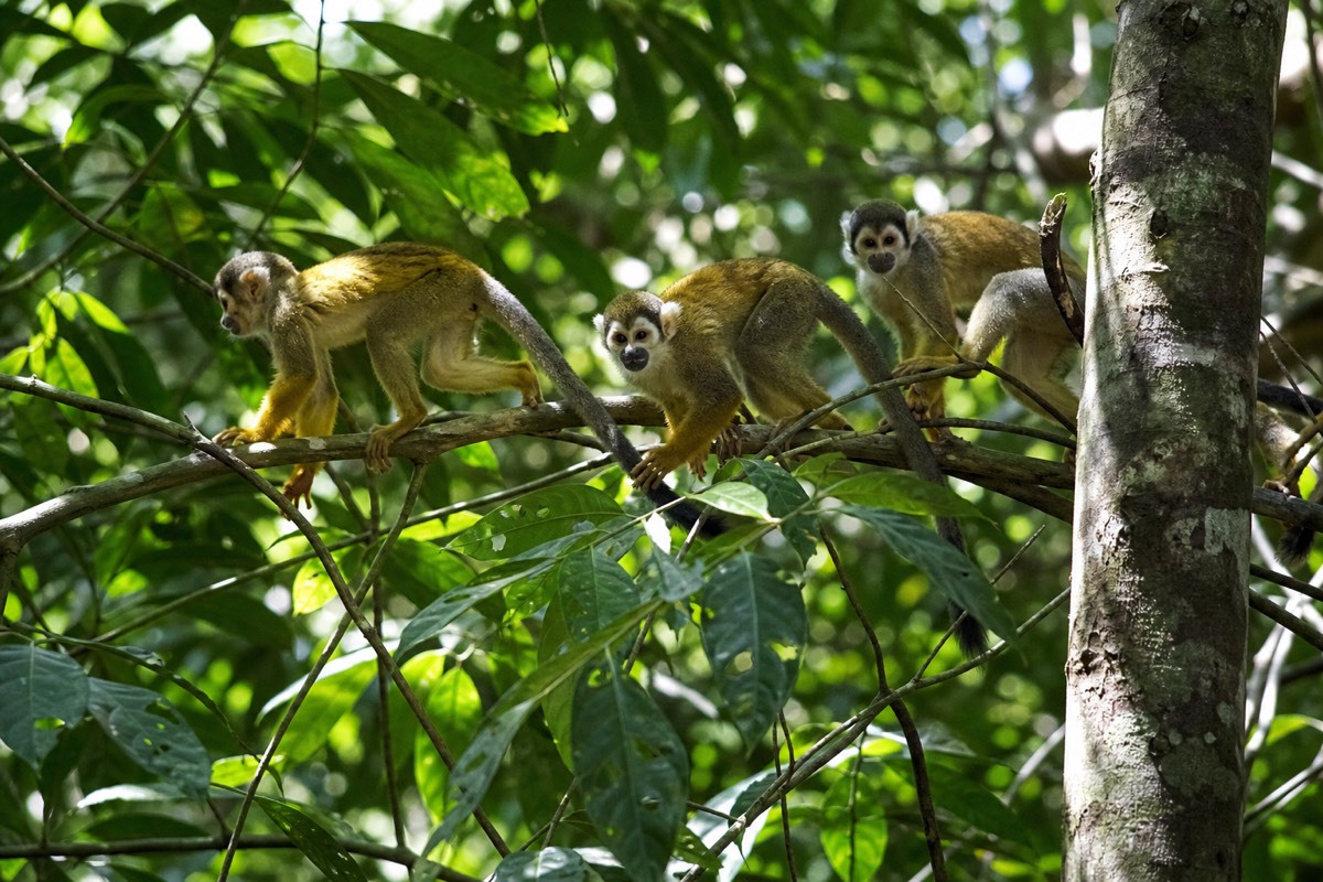Squirrel monkeys moving through the Amazon canopy