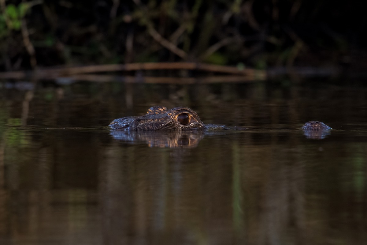 A spotlight beam picking out caiman eye-shine on a night jungle excursion