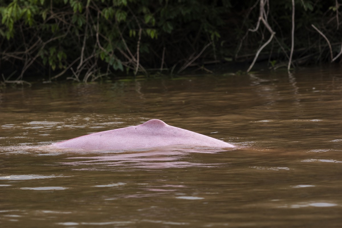 A pink river dolphin surfacing on an Amazon tributary near Iquitos