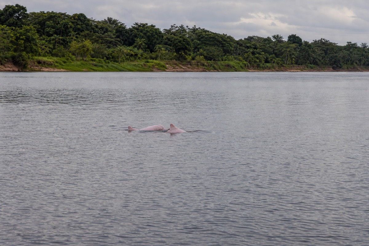 A pink river dolphin surfacing on an Amazon tributary near Iquitos