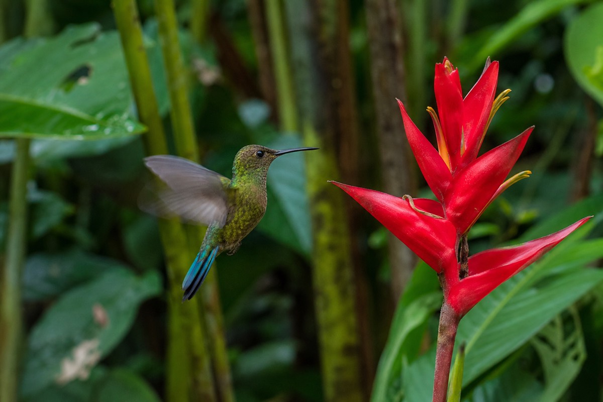 The Peruvian Amazon rainforest near Iquitos