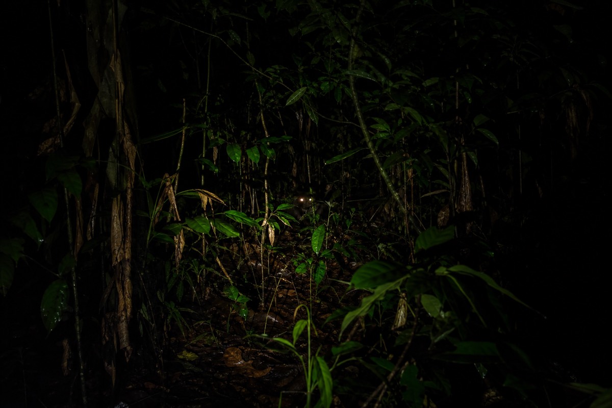A spotlight beam picking out caiman eye-shine on a night jungle excursion