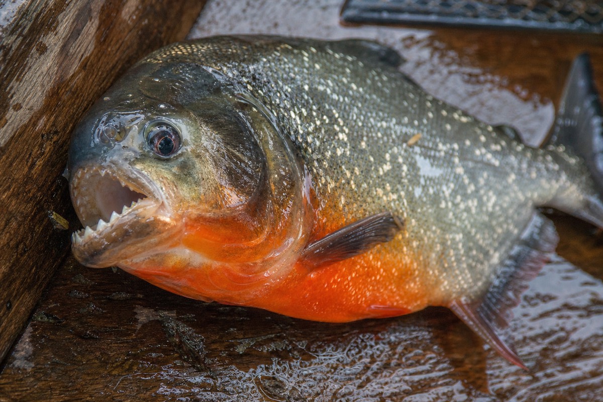 A simple hand line set up for piranha fishing from a canoe