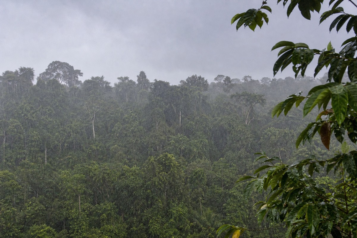 The Peruvian Amazon rainforest near Iquitos