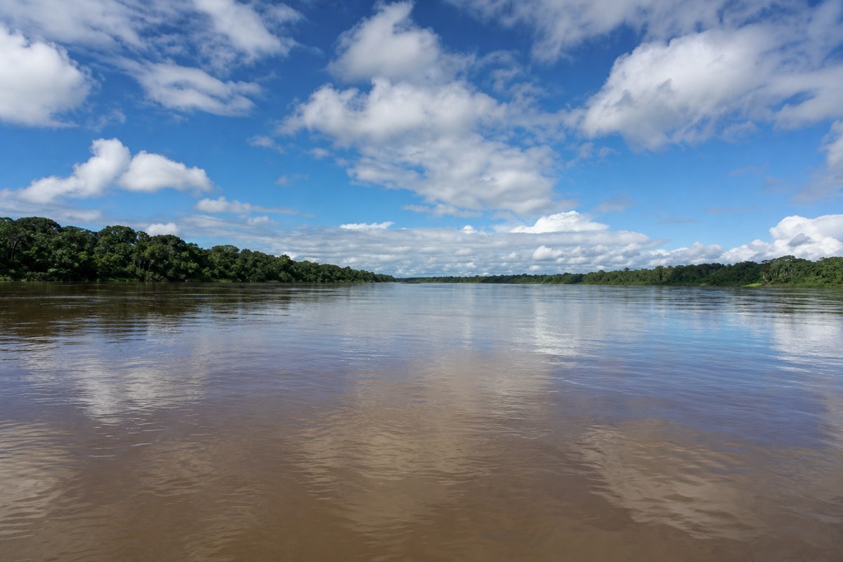 The Peruvian Amazon rainforest near Iquitos