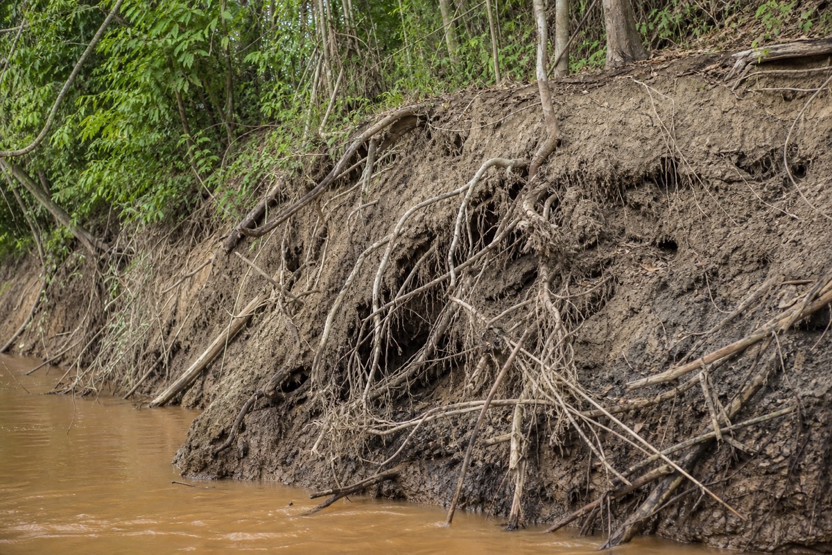 The Peruvian Amazon rainforest near Iquitos
