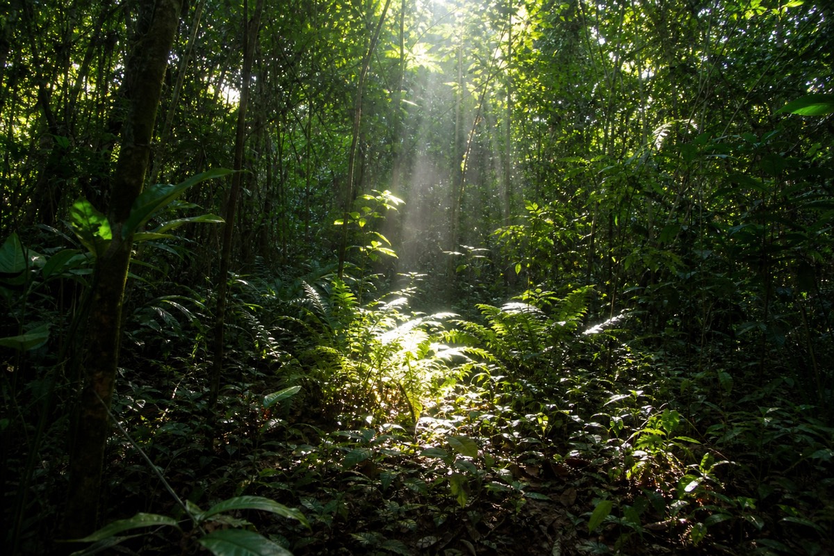 The Peruvian Amazon rainforest near Iquitos