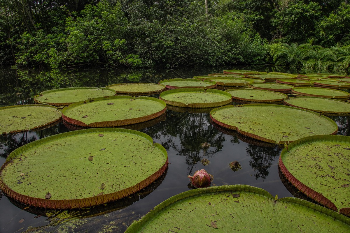 The Peruvian Amazon rainforest near Iquitos