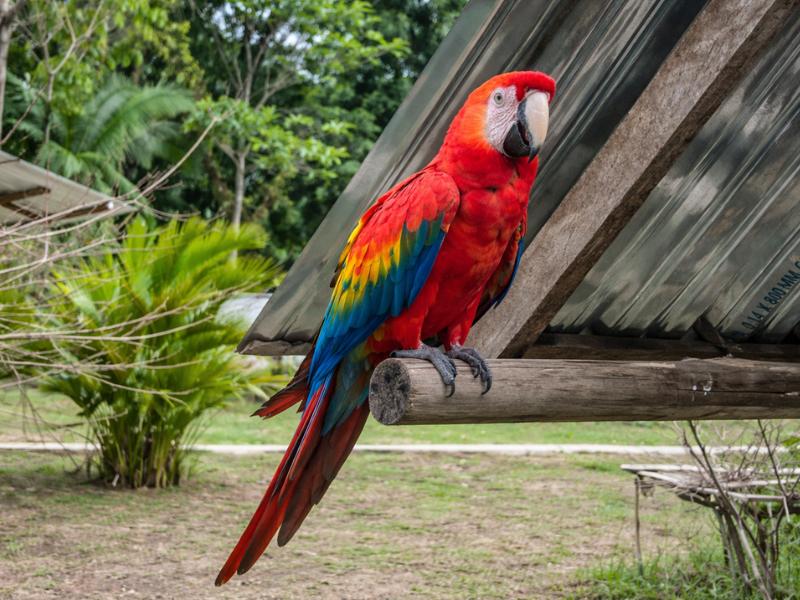 7-Day Amazon Jungle Adventure from Iquitos – Maniti Eco-Lodge Stay