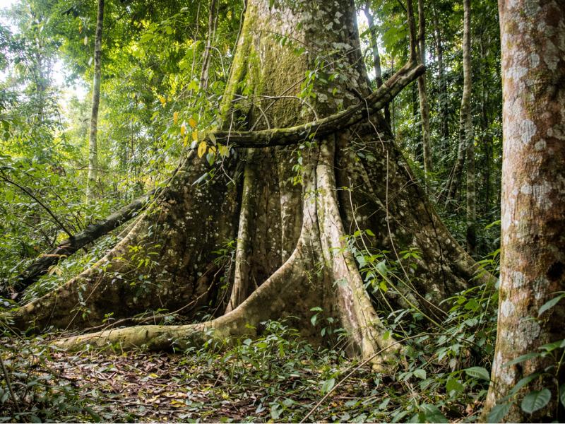 Iquitos Amazon Day Tour with Wildlife – Jungle & River Adventure