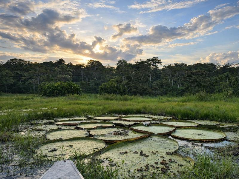 Jungle Explorer Tour – 5 Days 4 Nights Amazon Immersion